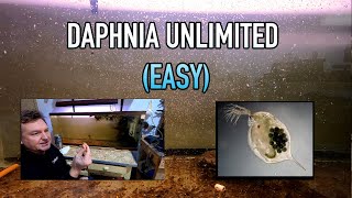 How I Raise Daphnia Water Fleas And You Can Too [upl. by Eileen]