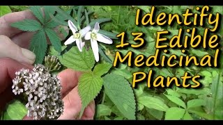 A Video Identification Guide To Edible amp Medicinal Plants  Pt 2 [upl. by Sheffie728]