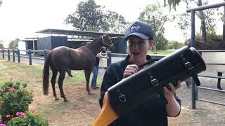 Clermont Veterinary Surgery horse breeding season video [upl. by Anna]