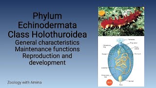 Phylum Echinodermata Class Holothuroidea  Zoology with Amina [upl. by Silliw95]