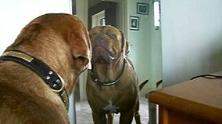 mirror  v  kane  my dogue de bordeaux [upl. by Mechelle]