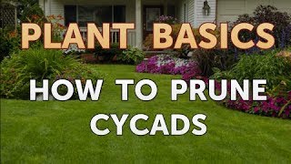 How to Prune Cycads [upl. by Nnilsia]