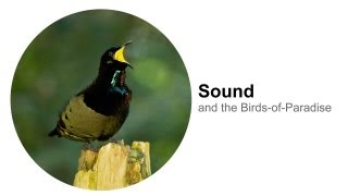 Sound and the BirdsofParadise [upl. by Elora]