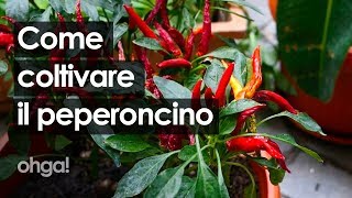 Peperoncino tutti i consigli per coltivarlo in casa e usarlo in cucina [upl. by Haase401]