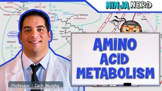 Metabolism  Amino Acid Metabolism [upl. by Dale]