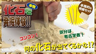 【触れる図鑑】何の化石が出るかな？「化石発掘」本格的な発掘キットを使って自分で本物の化石を発掘してみよう！おうち時間に！自由研究に！作ってみよう！ [upl. by Adanar]