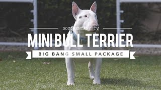 ALL ABOUT MINIATURE BULL TERRIERS CUTE AND POWERFUL [upl. by Zilla]