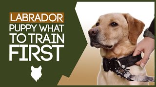 LABRADOR PUPPY TRAINING What To Train Your Labrador Puppy First [upl. by Daloris]