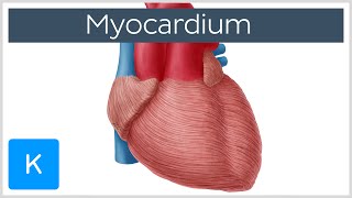 Myocardium  Definition Location amp Function  Human Anatomy  Kenhub [upl. by Ahsap]