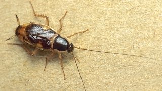 Can Cockroaches Really Survive A Nuclear Attack [upl. by Sofko785]