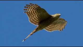 Sparrowhawk Bird Call Bird Song [upl. by Ileyan711]