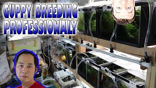 How a Professional Breeds High End Guppies [upl. by Rolf]