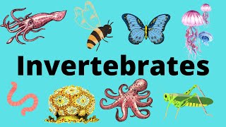 The Diversity of Invertebrates [upl. by Lukas]