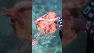 The Stingray Attack On Steve Irwin [upl. by Llerrad]