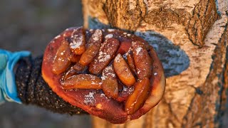 How to Make Beaver Tails  A Simple Canadian Pastry Recipe [upl. by Edea978]