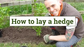 How to plant a garden hedge [upl. by Rammaj335]