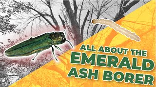 All About the Emerald Ash Borer and Treatments to Combat it [upl. by Muiram]