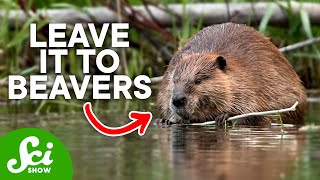 Wild Facts You Never Knew About Beavers [upl. by Vary277]