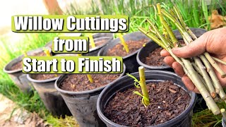 Complete Guide on Propagating and Growing Willow Tree Cuttings START TO FINISH [upl. by Darsey856]