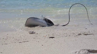 Shark vs Stingray on the Great Barrier Reef [upl. by Atiuqel]