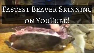 Fastest Beaver Skinning on Youtube [upl. by Yasnyl]