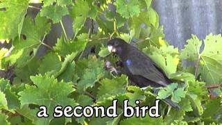 Two Black Rosellas [upl. by Ayala717]