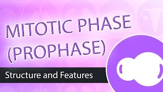 Steps of Mitosis Prophase [upl. by Armbruster]