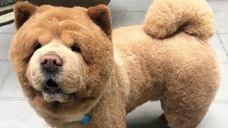 Cute Chow Chow  Chow Chow Puppy  Chow Chow  Chow Chow Dogs compilation 4 [upl. by Lladnik427]