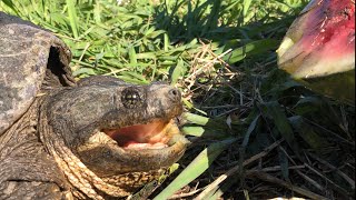 Snapping Turtle vs Watermelon Bite Test [upl. by Ydnes]