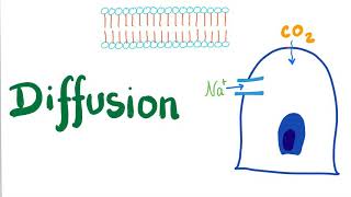 Diffusion Simple and Facilitated [upl. by Oirretna443]