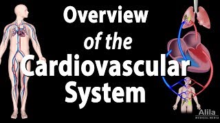 Cardiovascular System Overview Animation [upl. by Haeli610]