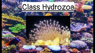 Class Hydrozoa [upl. by Lina594]