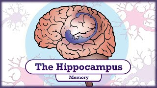 Memory and the Hippocampus [upl. by Drofnelg]