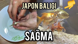 JAPON BALIĞI SAĞMA  YUMURTA DÖKME [upl. by Gerard]