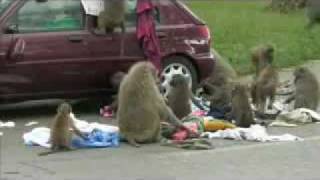 Knowsley Safari Park baboons cause chaos [upl. by Tahmosh]