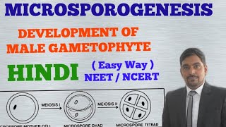 Development of Male Gametophyte in Angiosperms  MICROSPOROGENESIS HINDI [upl. by Bebe310]