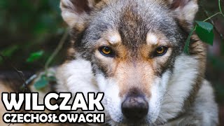 Wilczak Czechosłowacki  Historia charakter aktywność i choroby  Rasy Psów 15 [upl. by Maples]