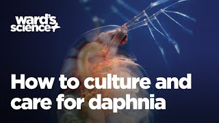 Caring and Culturing for Daphnia [upl. by Avie978]