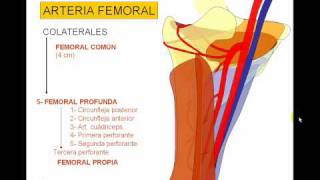 VASCULAR MIEMBRO INFERIOR 3avi [upl. by Buell648]