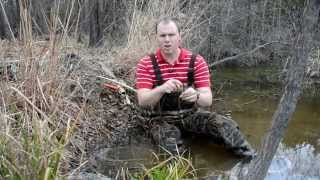 Beaver Trapping  Snaring Basics [upl. by Annawt700]