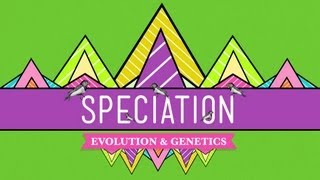 Speciation Of Ligers amp Men  Crash Course Biology 15 [upl. by Ailev]