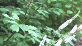 Plant portrait  Black cohosh Actaea racemosa [upl. by Idnem]