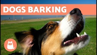 The Best Barking Dogs Compilation [upl. by Lenor892]