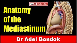 Mediastinum Dr Adel Bondok [upl. by Sungam]