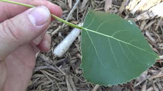 Identifying eastern cottonwood [upl. by Aloz]