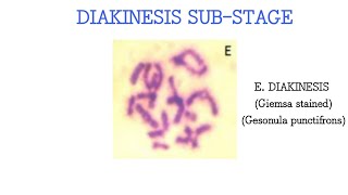 Diakinesis substage of Prophase 1 Grasshopper Gesonula punctifrons testes [upl. by Agnot]