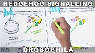 Hedgehog Signalling Pathway [upl. by Kalikow]