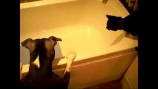 Dog baths cat Original [upl. by Richmond]