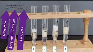 Enzyme Potato Experiment [upl. by Lerud855]