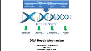 DNA Repair Mechanisms  DNA Damage  Dr Amit Maheshwari [upl. by Hallett310]